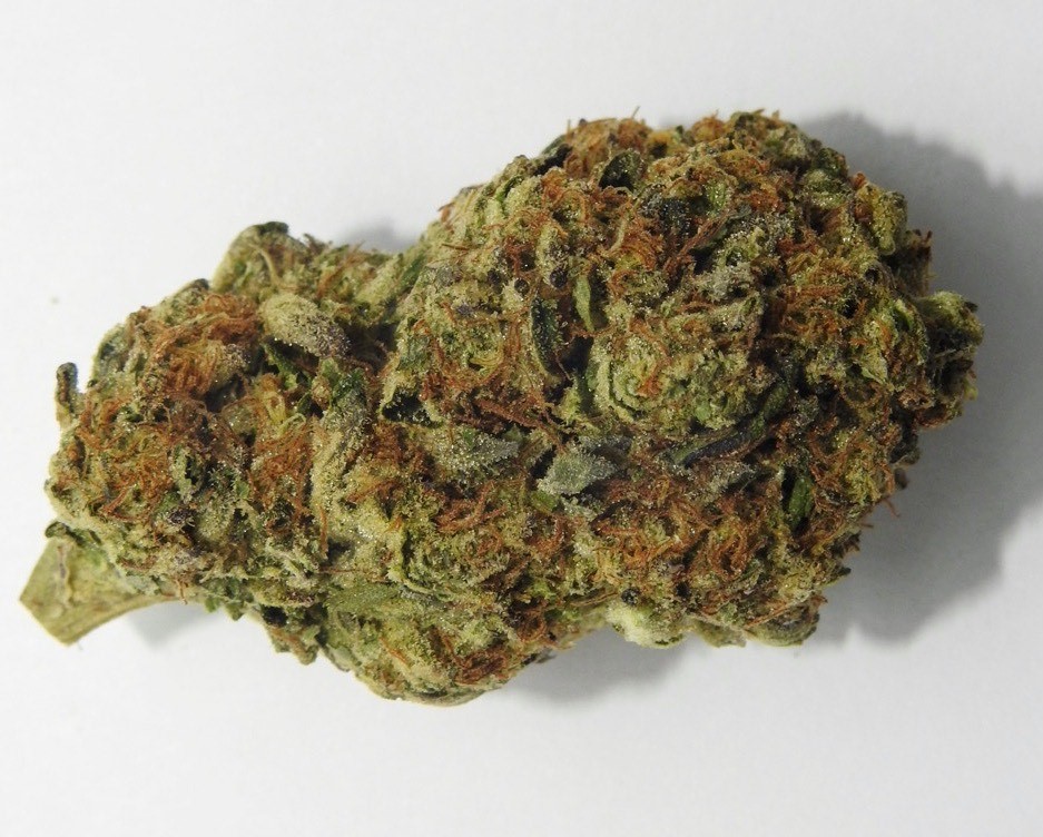 SANTA CRUZ OG